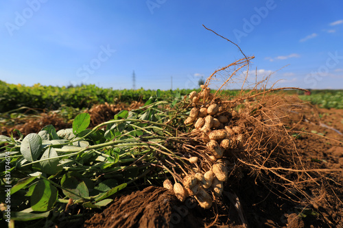 Drying peanuts in the field photo