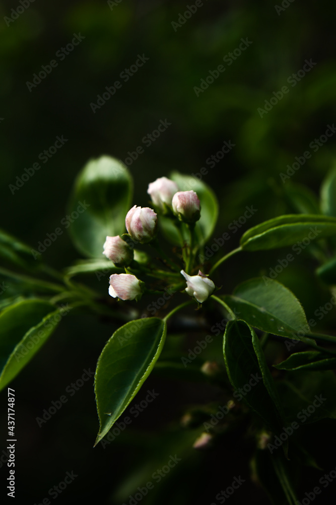 Beautiful apple blossom. Dark spring background with soft focus. Beautiful apple blossom. Dark spring background with soft focus.