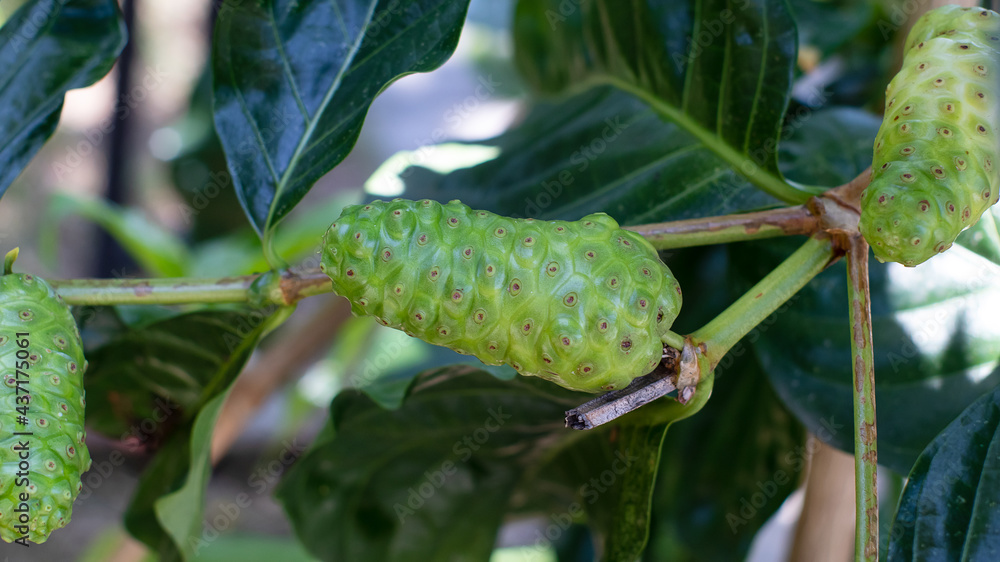 Raw of Noni Fruits with green leafs. Great morinda,Indian mulbery,Morinda citrifolia Raw of Noni Fruits with green leafs. Great morinda,Indian mulbery,Morinda citrifolia