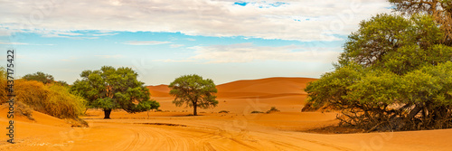 Panorama view of the sand road to Sossusvlei  Deadvlei with trees and in the background the orange sand dunes