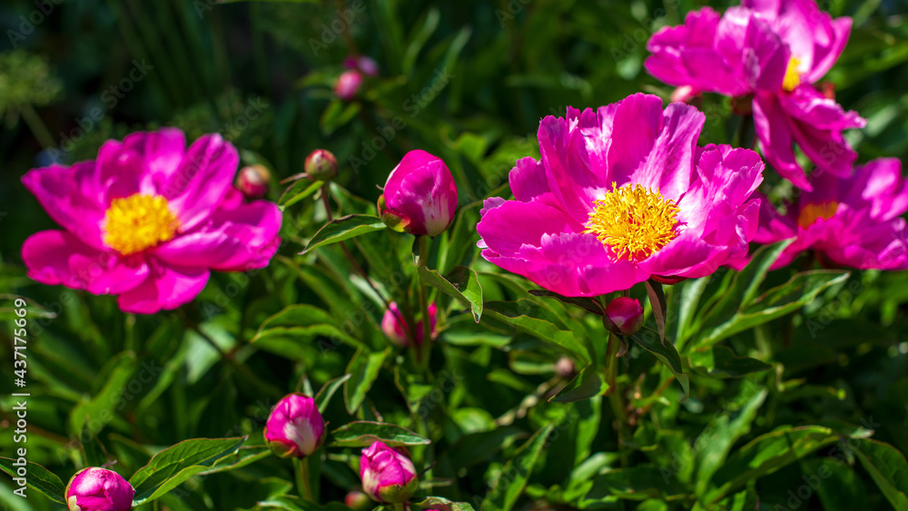 Gemeine Pfingsrose - Paeonia officinalis ssp. banatica Gemeine Pfingsrose - Paeonia officinalis ssp. banatica