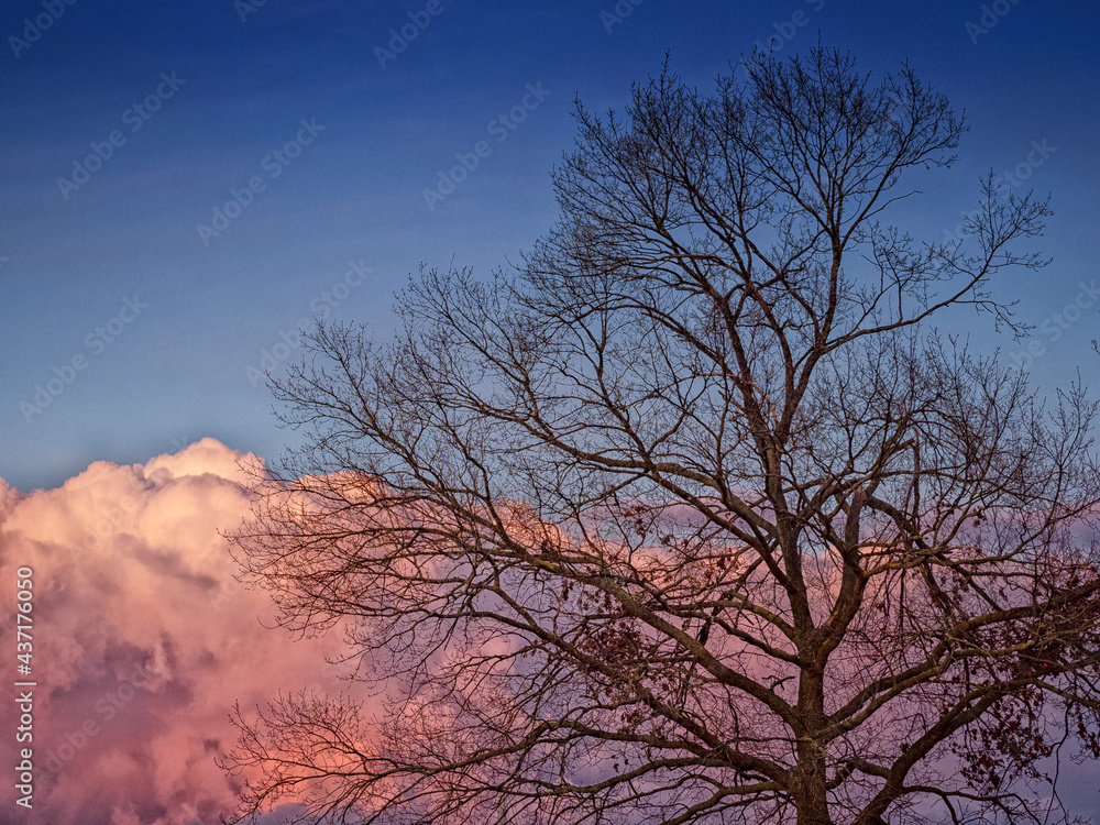 Clouds lighted by the setting sun seen through the branches of a tree Clouds lighted by the setting sun seen through the branches of a tree