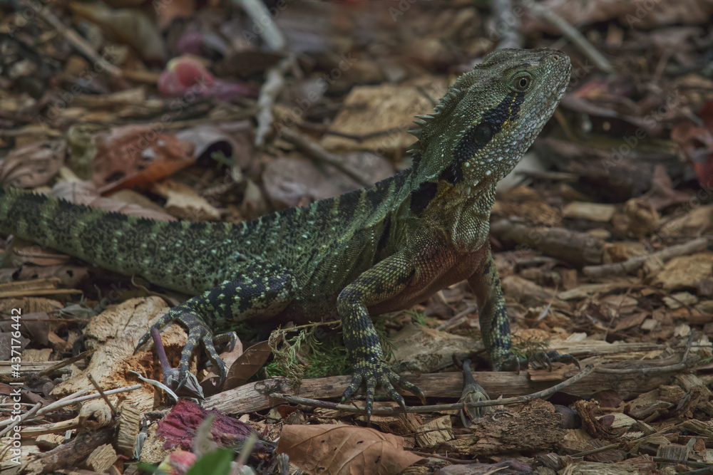 Fototapeta premium Australian wildlife bearded dragon lizard 