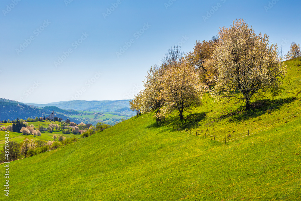 Spring rural landscape with flowering fruit trees on a sunny day. The village of Hrinova in central Slovakia, Europe.