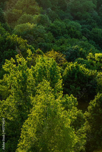 Top of trees background © alipko