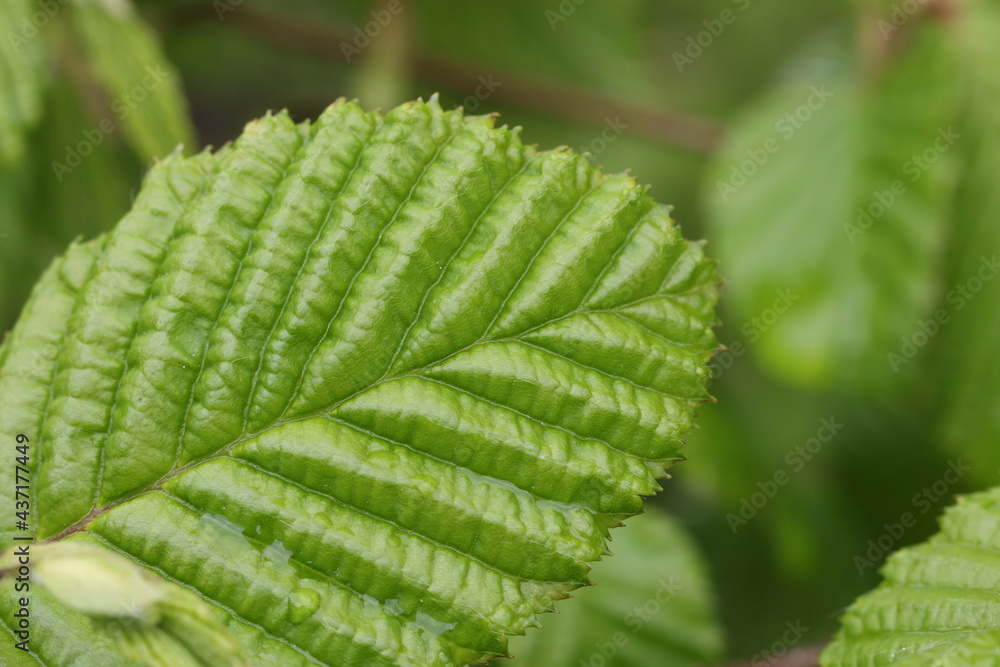Young foliage on trees in spring close up Young foliage on trees in spring close up