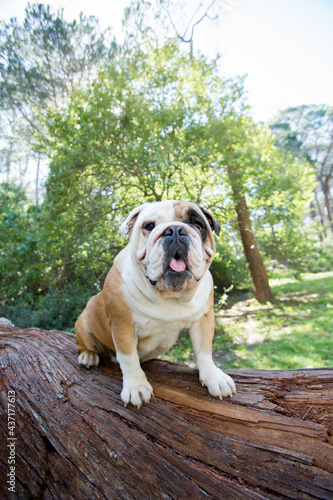 english bulldog puppy
