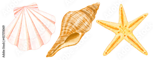 貝殻とヒトデのイラスト Illustration of seashells and starfish photo