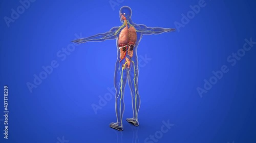 human lungs anatomy 3d illustration