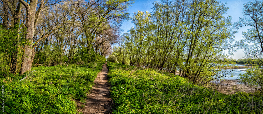Fototapeta premium Floodplain landscape near the river Ijssel in the Netherlands