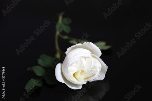 White rose on a black glass background. Flower with leaves