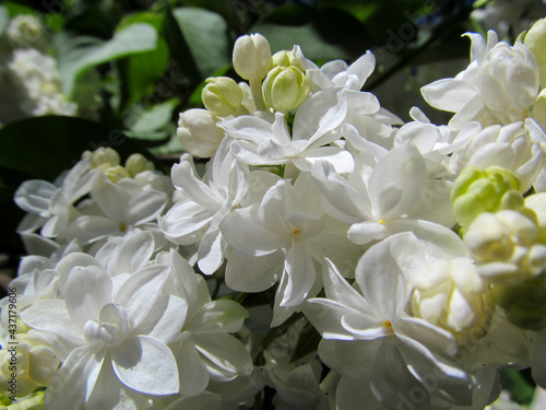 Fresh white flowers of blooming lilacs bush close-up in spring. Beautiful garden plant with natural sunny light.