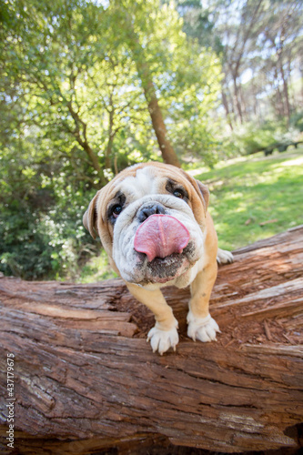 English bulldog puppy licking lips. 
