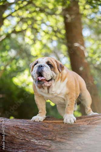 english bulldog puppy