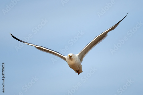 Seagull fly at the blue sky