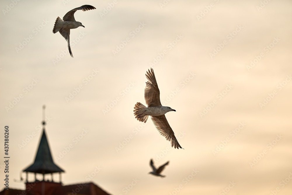 Obraz premium Seagull fly at the blue sky