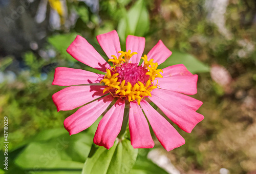 Pink flowers grow wild in the garden  bloom beautifully with zinnia flower characteristics.