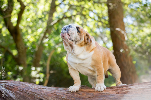 english bulldog portrait