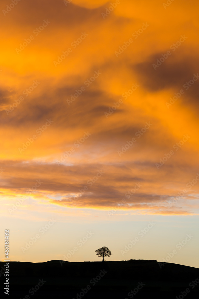 Lone tree standing on hill silhouette with dramatic sky sunset storm above.  Beautiful sunlight illuminating clouds golden orange atmosphere with drama of vortex looming above.