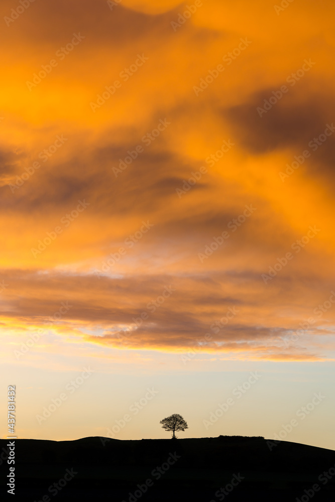 Lone tree standing on hill silhouette with dramatic sky sunset storm above. Beautiful sunlight illuminating clouds golden orange atmosphere with drama of vortex looming above. Lone tree standing on hill silhouette with dramatic sky sunset storm above. Beautiful sunlight illuminating clouds golden orange atmosphere with drama of vortex looming above.