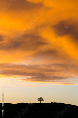 Lone tree standing on hill silhouette with dramatic sky sunset storm above. Beautiful sunlight illuminating clouds golden orange atmosphere with drama of vortex looming above.