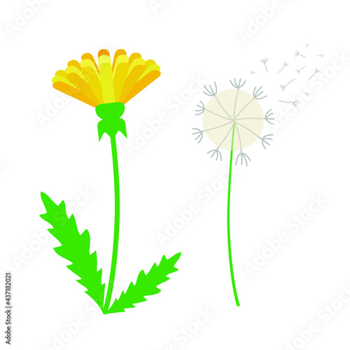 dandelion flower - icon - vector photo