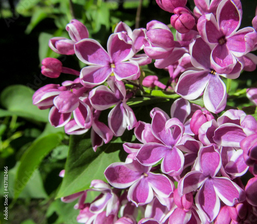 Fresh flowers of blooming lilacs bush close-up in spring. Beautiful garden plant with natural sunny light. © mivod