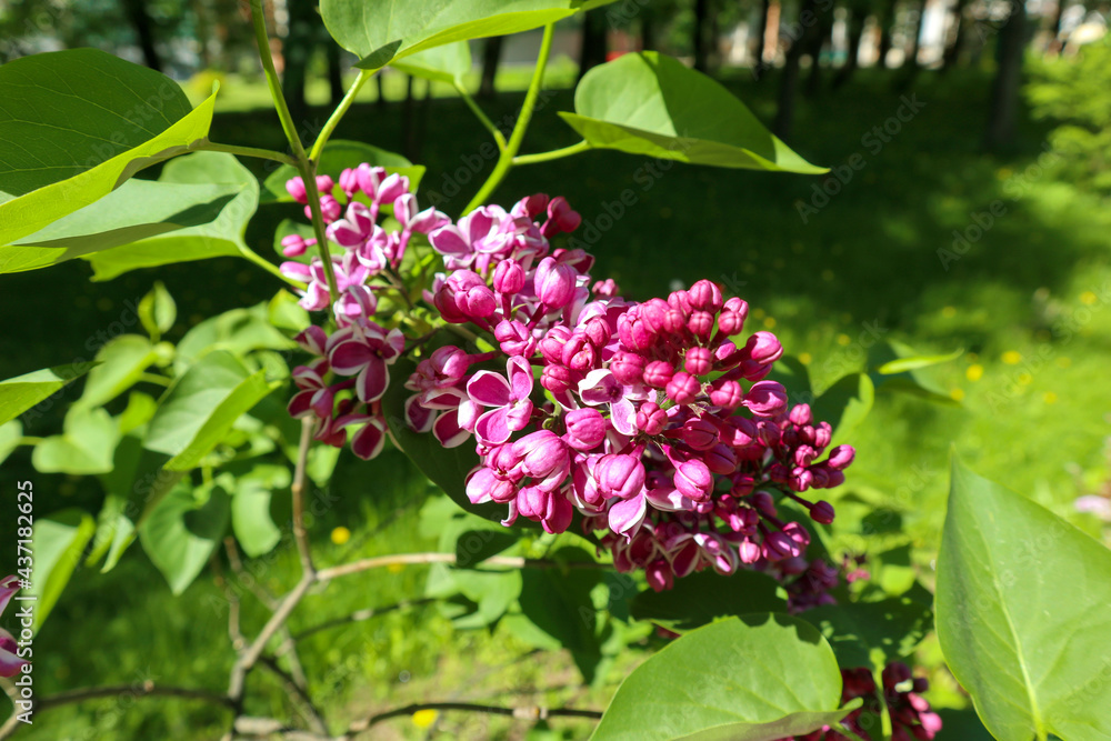 Fresh flowers of blooming lilacs bush in spring. Beautiful garden plant with natural sunny light. Fresh flowers of blooming lilacs bush in spring. Beautiful garden plant with natural sunny light.