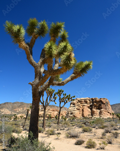 joshua trees and sandstone rock formations on a sunny day in joshua tree national monument, california