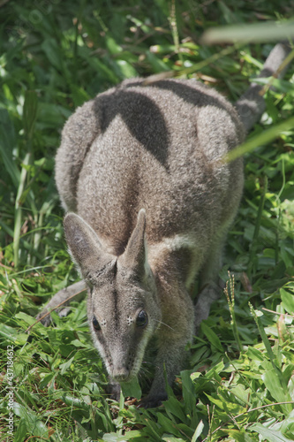 Fototapeta Naklejka Na Ścianę i Meble -  Australian wildlife wallaby marsupial