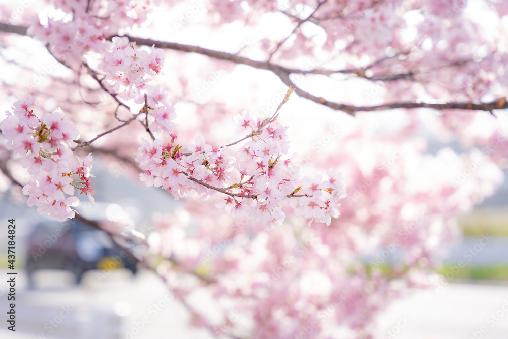 桜 桜