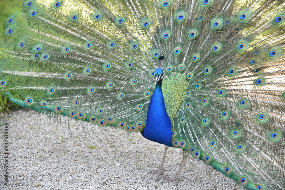 Obraz premium Paon au jardin