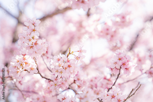 桜 © amuamu520