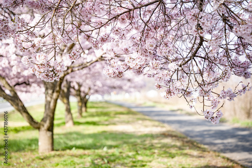 桜 © amuamu520