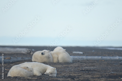 Alaska white polar bear from Arctic photo