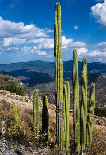 Cactus, Saguaro, Carnegiea gigantea, Méxique