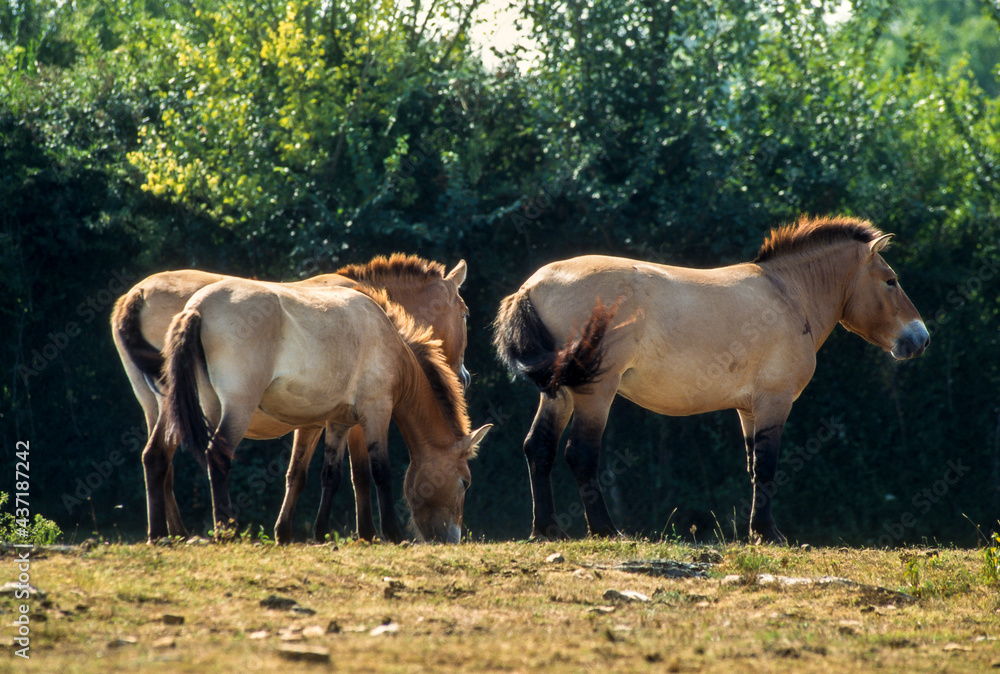 Fototapeta premium Cheval de Przewalski, Equus przewalski, Causse Méjean , Parc naturel régional des grands causses , 48