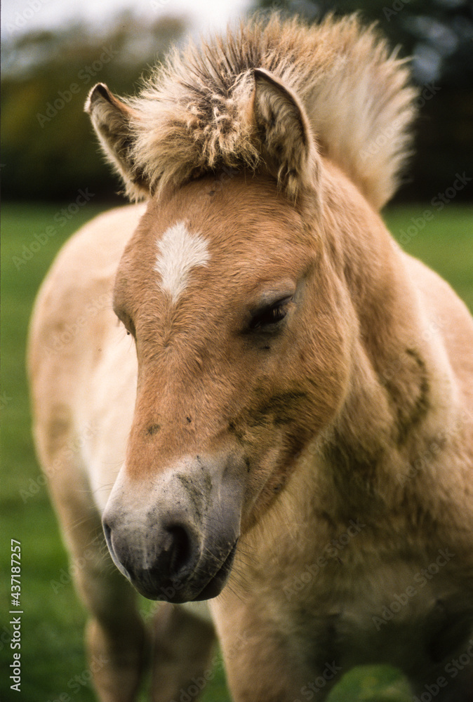 Cheval, race Henson, Baie de Somme, 80, Somme Cheval, race Henson, Baie de Somme, 80, Somme