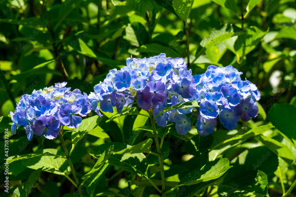 紫陽花