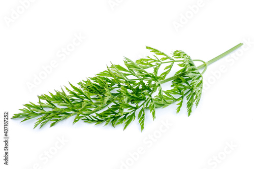 Carrot green isolated isolated on white background, cut out