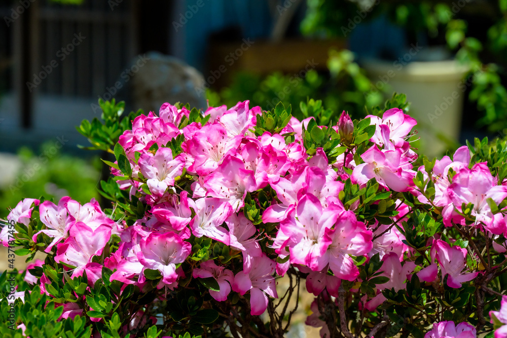 紫陽花 紫陽花