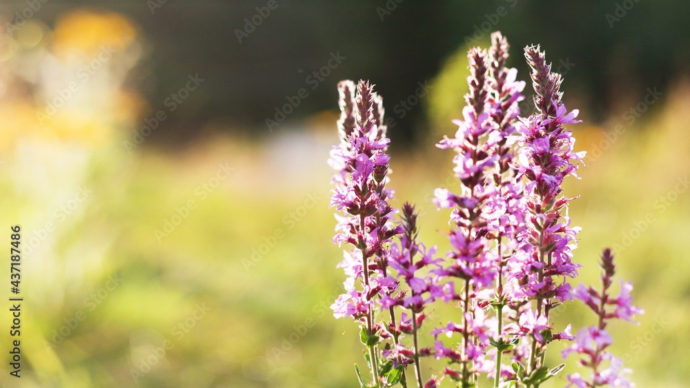 Naklejka premium Purple flowers of Lythrum salicaria in sunset sun in summer