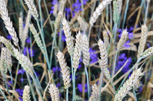 Ripe straw and blue cornflowers in the field. Shooting close-up. Background image. Illustration for the autumn harvest season, background image of a field, wild plants.