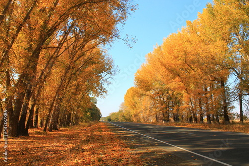 the road through autumn threes