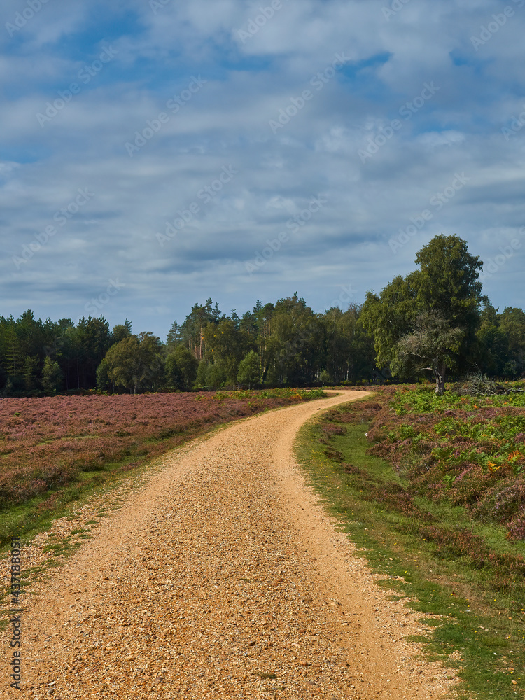 A gravel path snakes across heather blossom strewn heathland in diminishing perspective to a horizon of mature trees under a bright blue clouded sky.