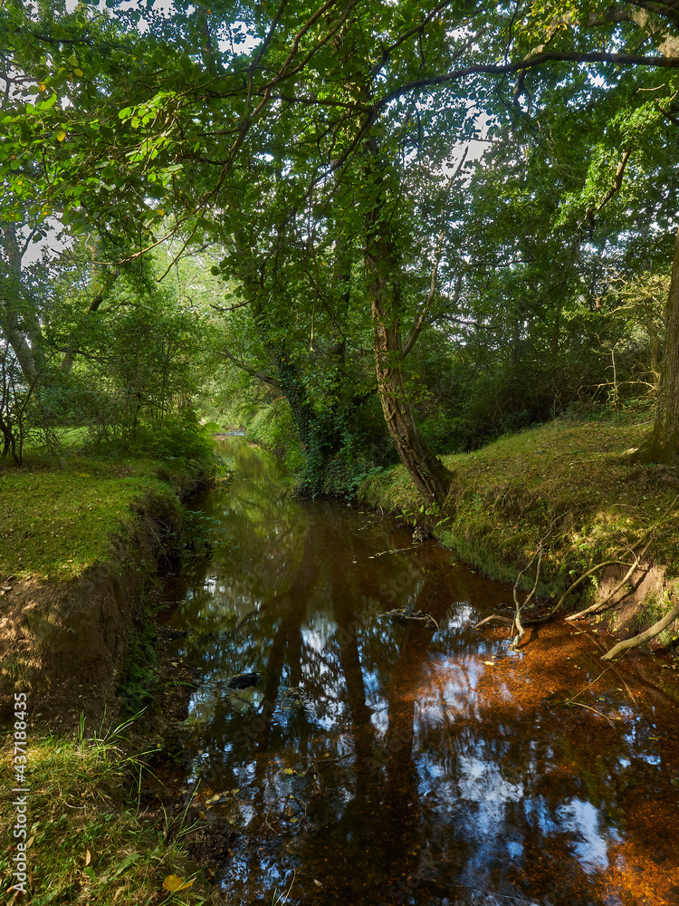 A small stream under a stand of lush-leafed trees that obscure the horizon. The tree canopy is pierced in one spot, with sunlight breaking through.