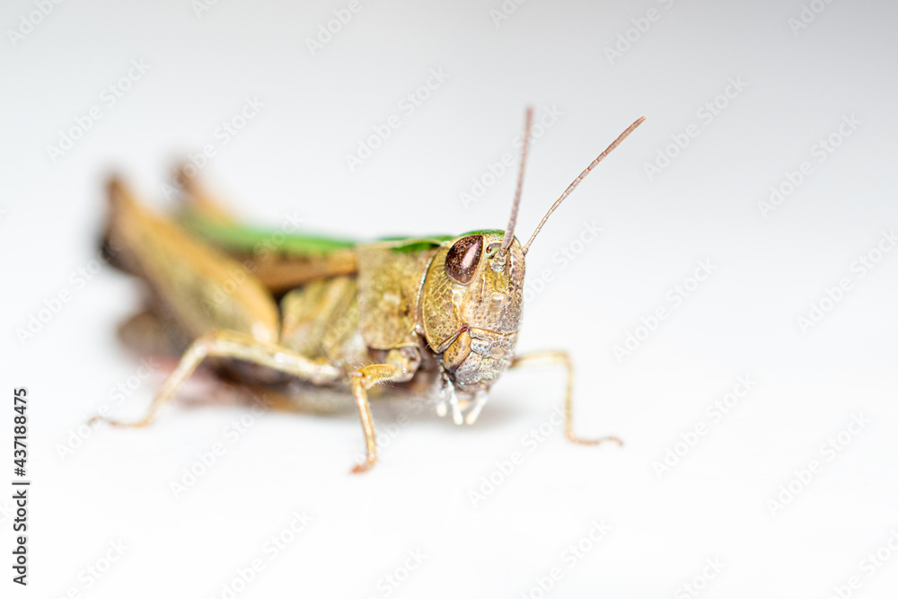 Close up with green grasshopper on white background Close up with green grasshopper on white background
