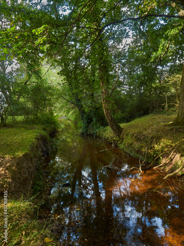 A small stream under a stand of lush-leafed trees that obscure the horizon. The tree canopy is pierced in one spot, with sunlight breaking through.