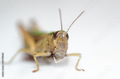 Close up with green grasshopper on white background 