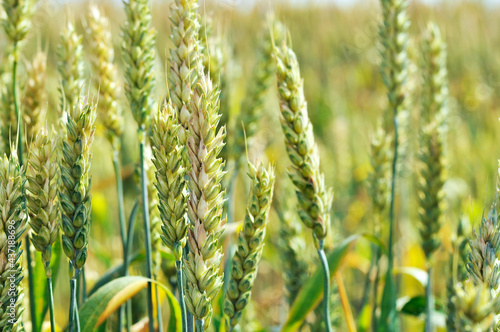 Ripe straw spikelets of wheat in the field. Shooting close-up. Background image. Illustration for the autumn harvest season, background image of a field and wild plants.